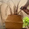 Pulvérisateur en verre 500 ml pour plantes